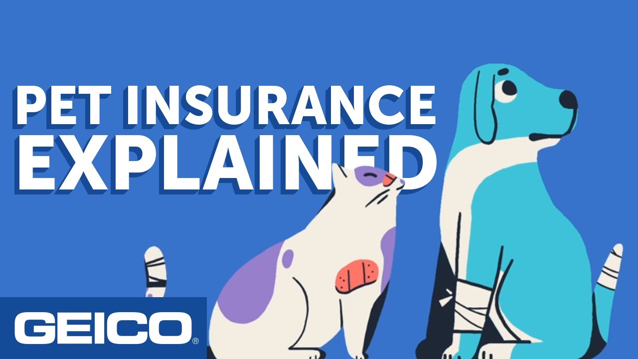 Страхование домашних животных: объяснение от GEICO Insurance