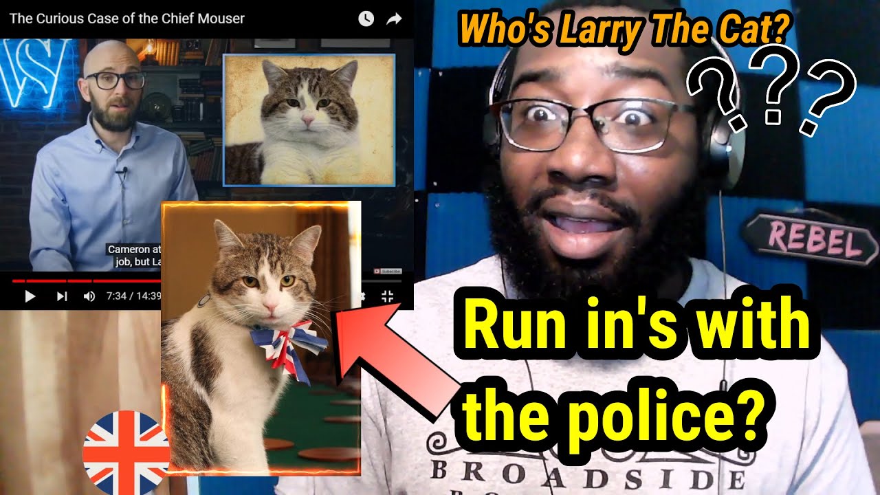 American Guy Reacts to Larry The Cat - The UK's Chief Mouser