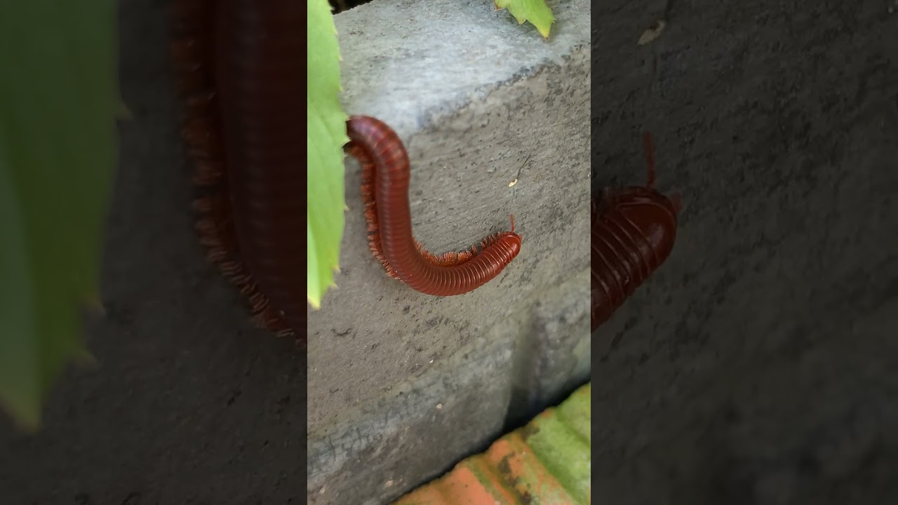 The Secret Life of a Millipede: Exploring its Habitat and Behavior