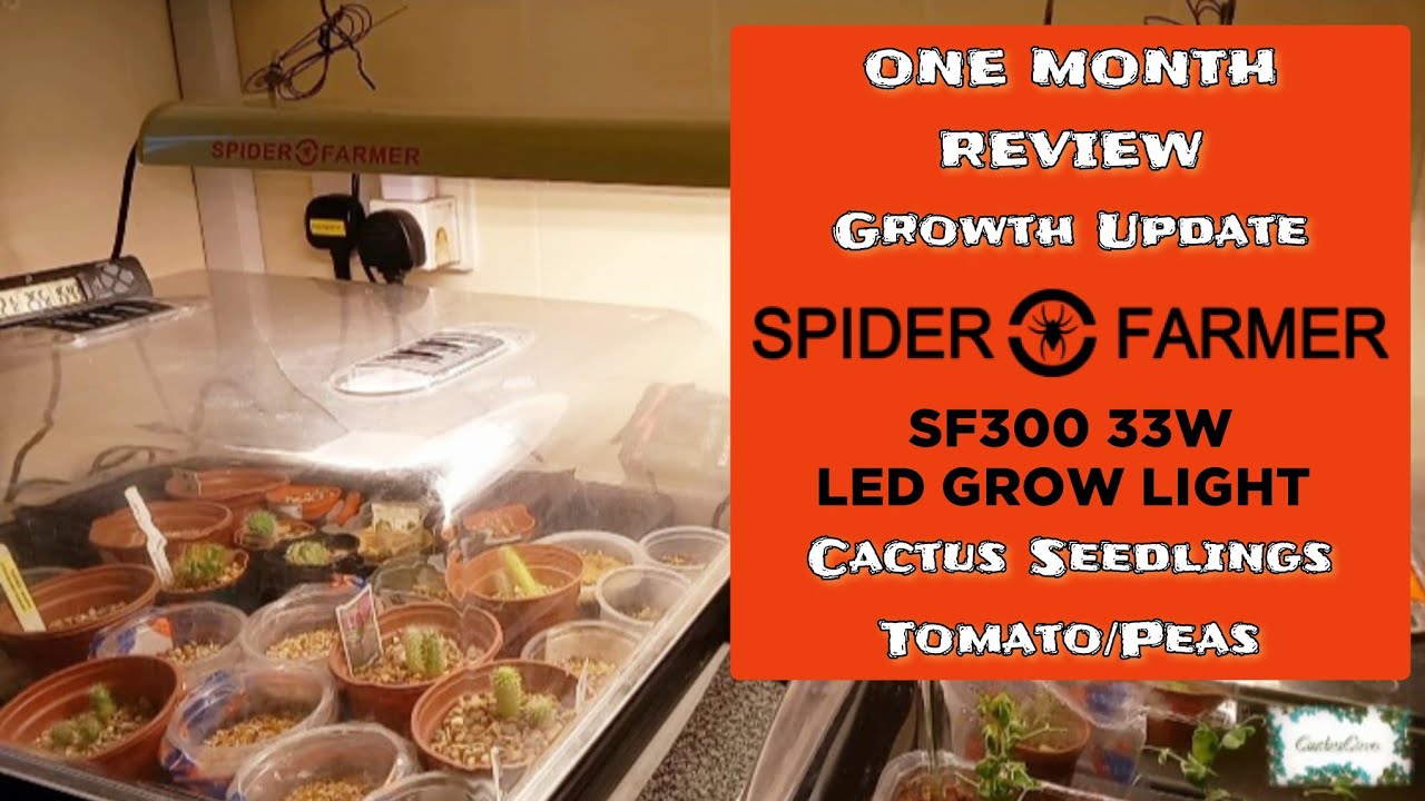 Spider Farmer SF300 33W LED Grow Light Update: ONE MONTH REVIEW Indoor Cactus Seedlings