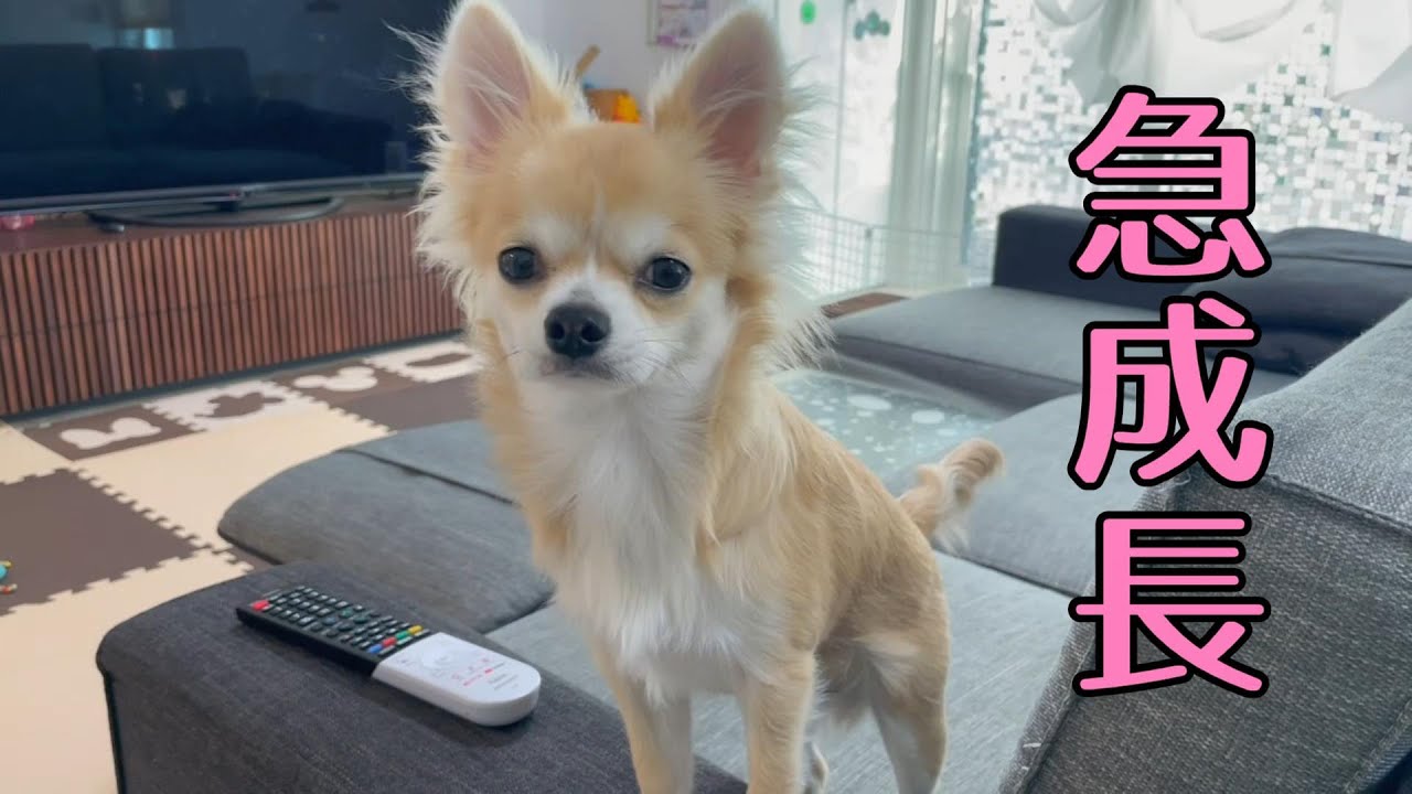 ６ヶ月を迎えた子犬チワワの急成長が凄かった