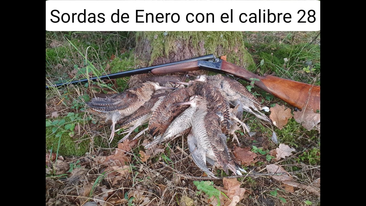 Tras las becadas de Enero con el calibre 28 . BECCACCIA, BECASSE, WOODCOCK.