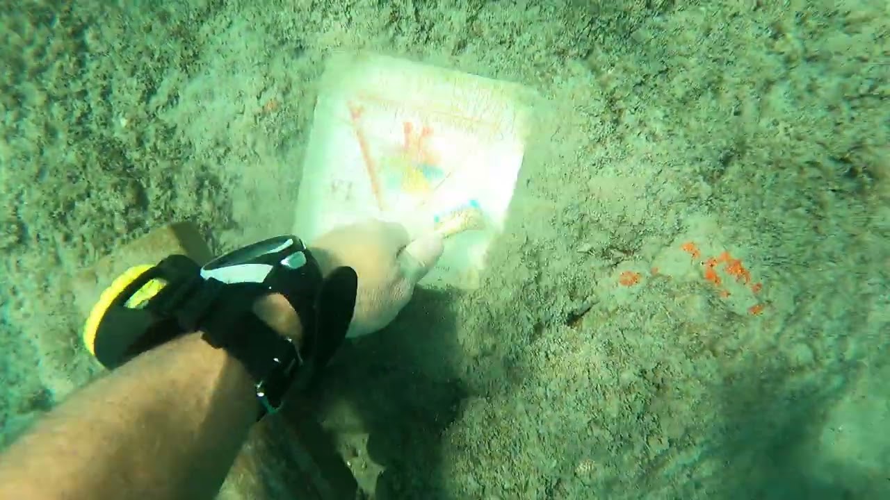 Blue Heron Bridge with Charles 200th dive 3 6 2026 video 2
