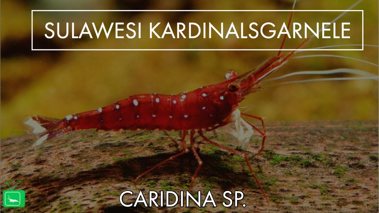 SULAWESI KARDINALSGARNELE | Caridina Sp. | GarnelenTv