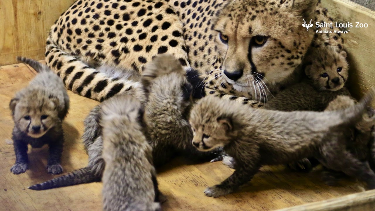 Three-week-old cheetah cubs at the Saint Louis Zoo (media b-roll)