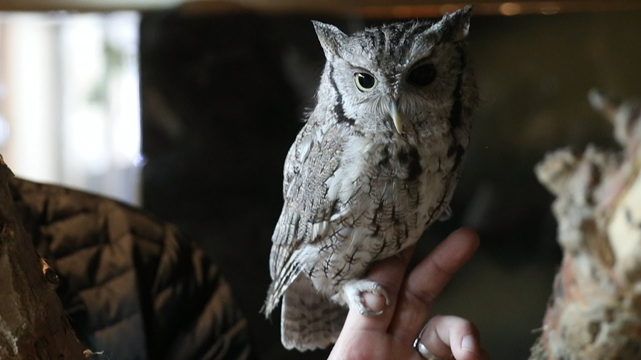 Scout the Eastern screech owl
