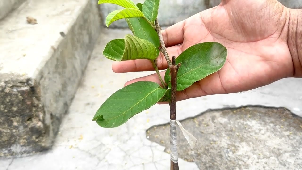 guava tree approach Grafting result