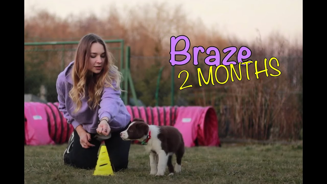 Braze - Border Collie puppy | 2 months ❤️️