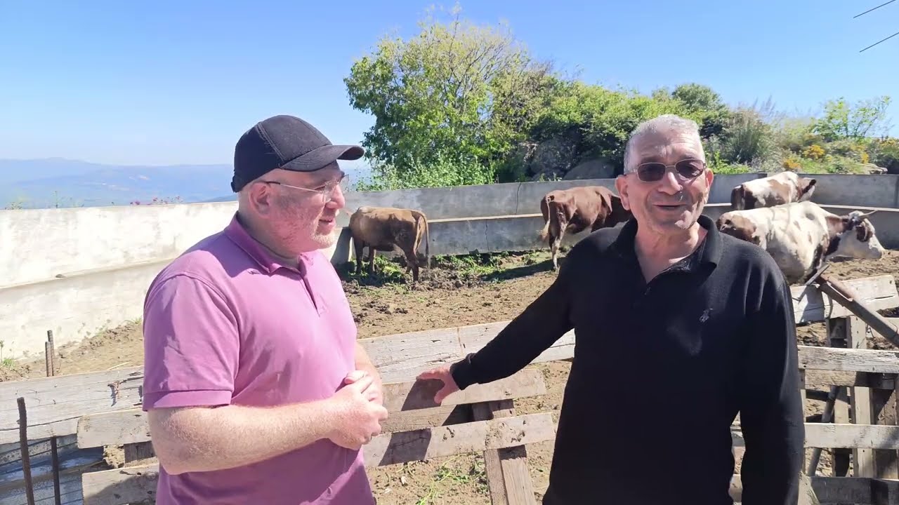 Les vaches de M. Boubchir - Élevage laitier en Algérie - Tizi-Ouzou