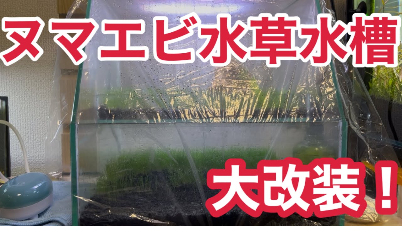 とりあえずヌマエビ水草水槽を改装します。