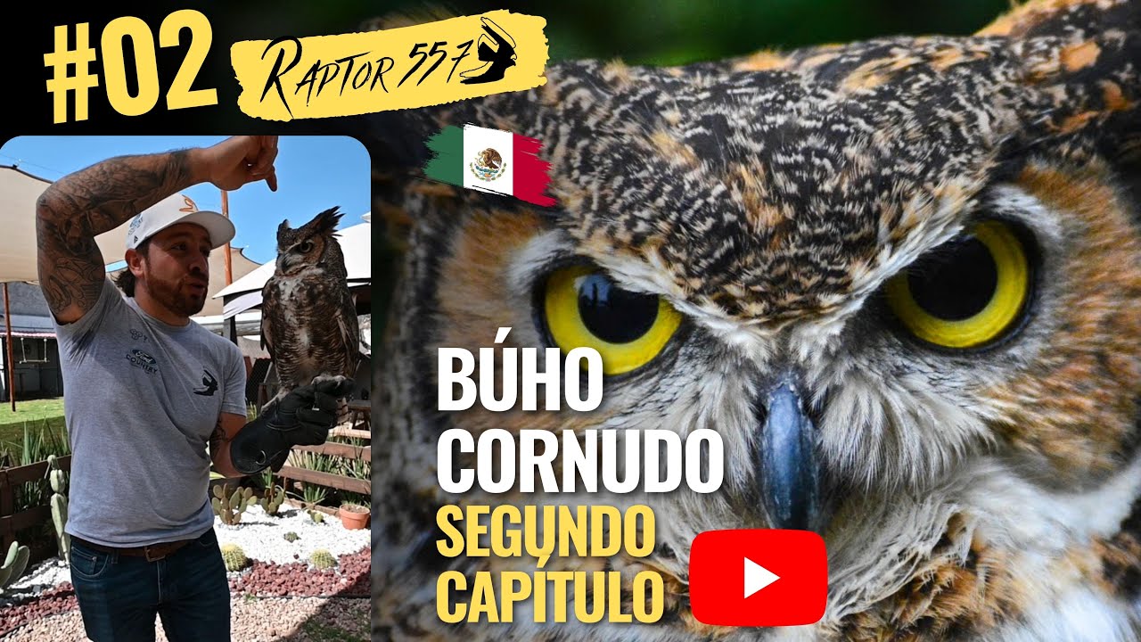 #02 Segundo Capítulo ¿Los búhos se quedan ciegos con el sol? Raptor 557