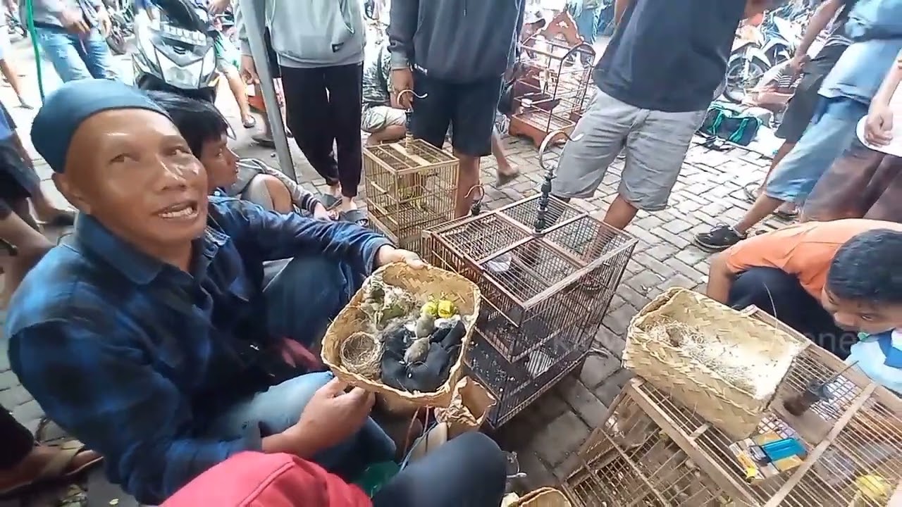 Suasana Pasar Burung Tradisional Jawa | Ramai, Murah, Lengkap