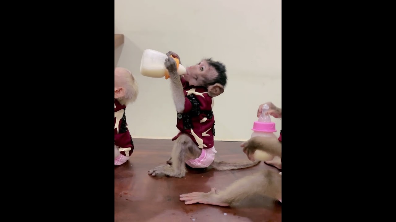 #monkey #naturalmonkey #babymonkey #sweetmonkey #baby #welovemonkey