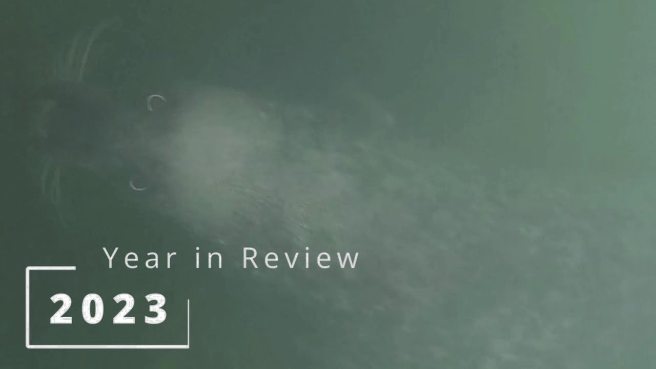 2023 Review: Spearfishing in the UK