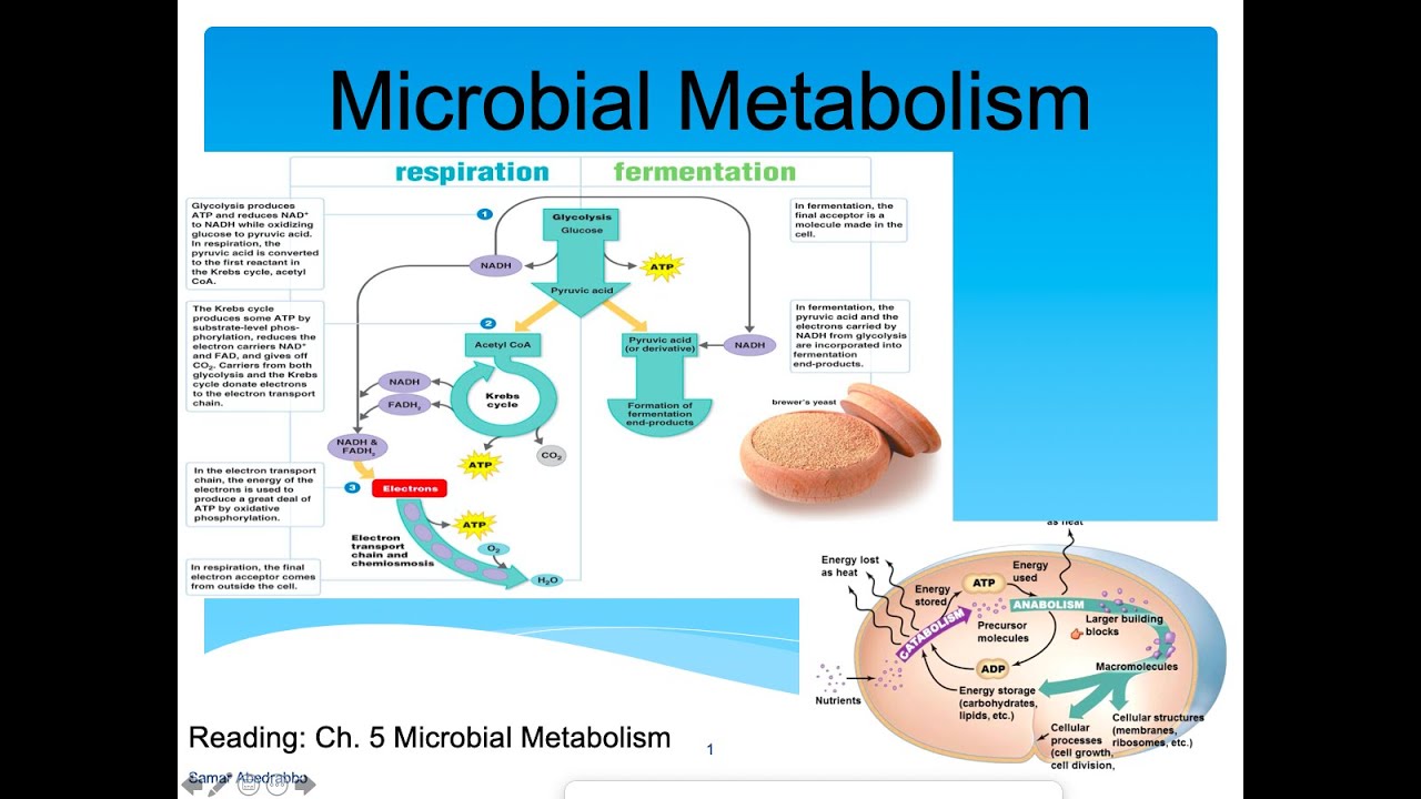 Metabolism