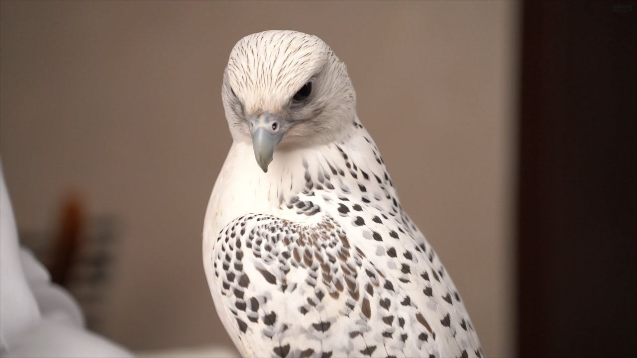 Whats coming this falconry season,                     ماذا سيأتي بموسم الصيد  بالصقور