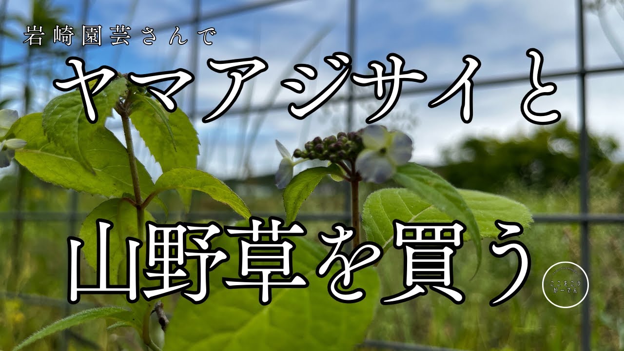 ヤマアジサイと山野草を買う