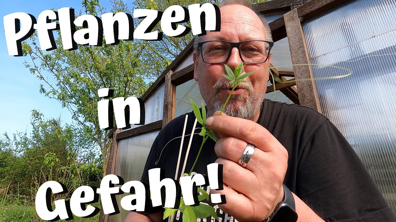 Unser Garten im Mai / Pflanzen in Gefahr?! / Reinfall im Hochbeet / Vom high sein und Highlights