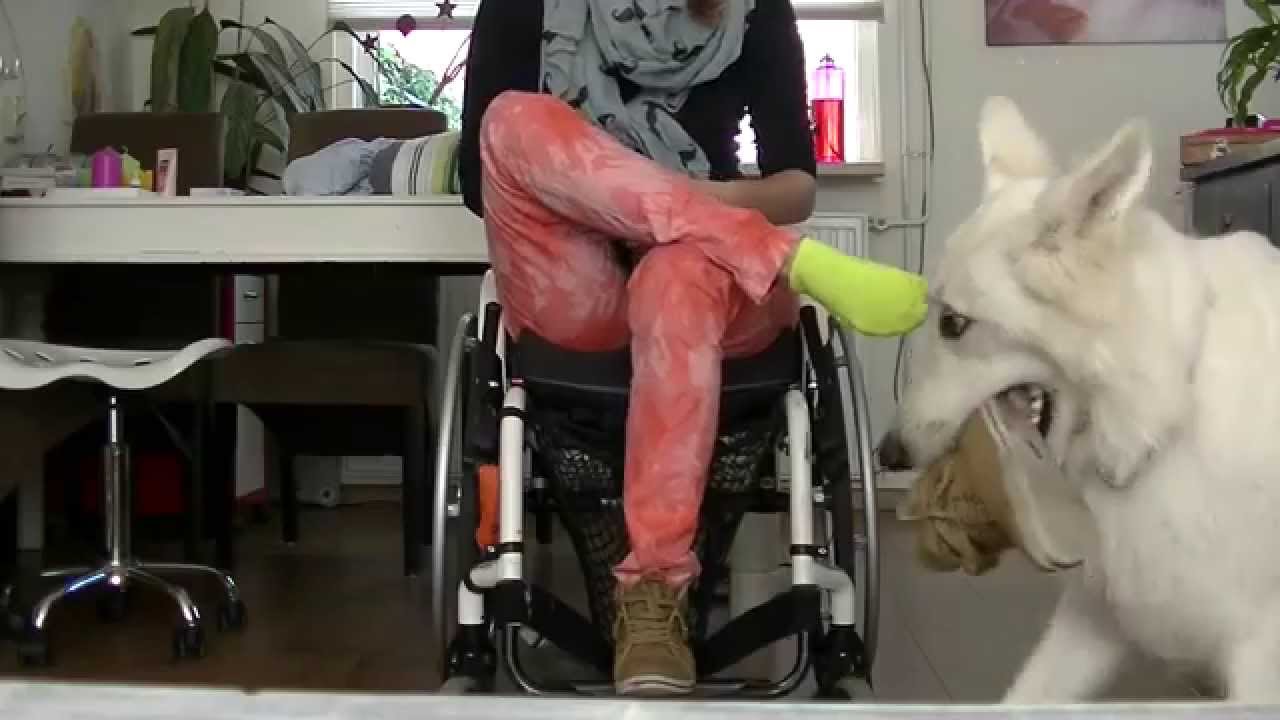 Snow, my amazing white shepherd doing tricks, September 2014