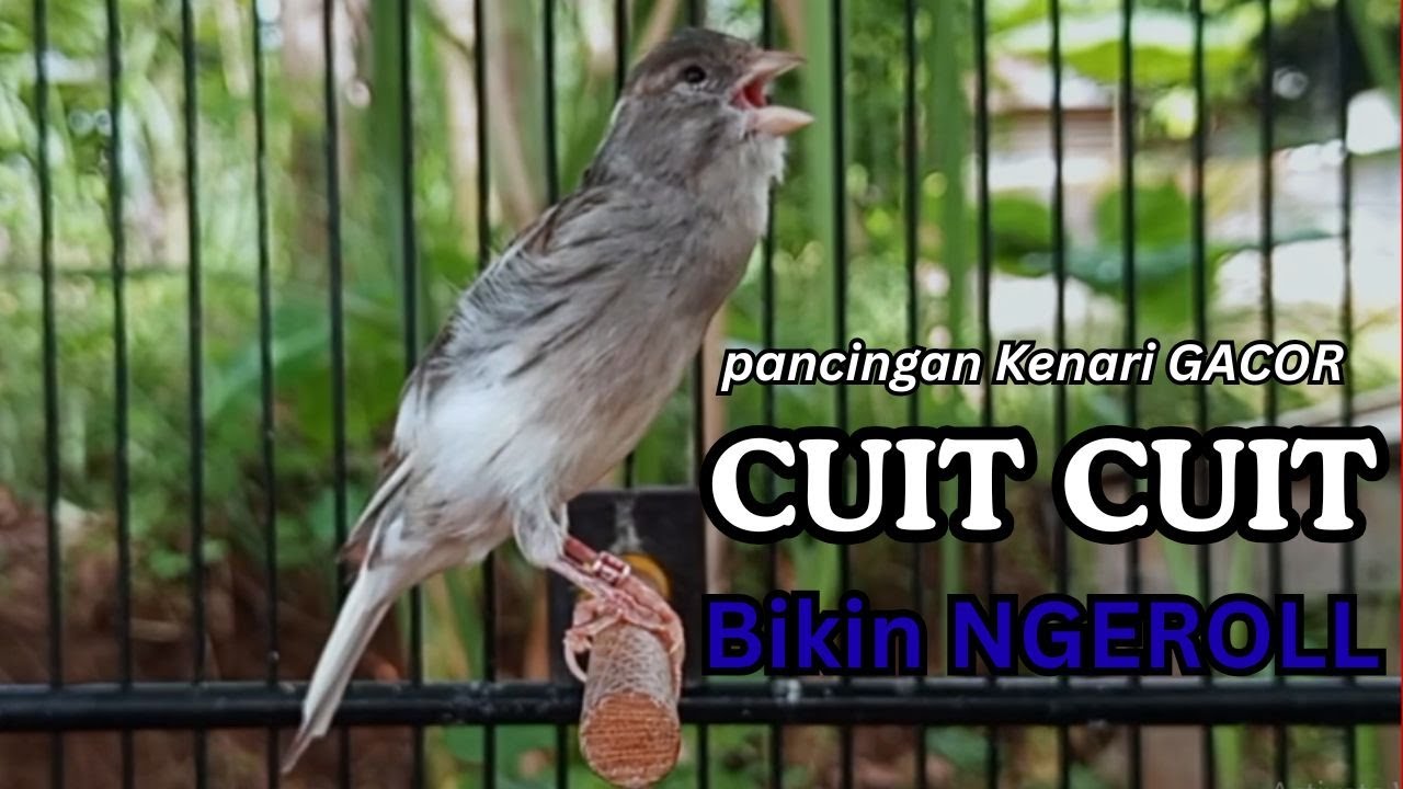 Kenari GACOR !! Pancingan KENARI PAUD Belajar Bunyi UNTUK Kenari Belajar Bunyi Ngeriwik