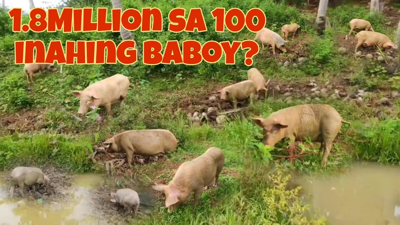 1.8Million sa Goal 100 Inahing Baboy Sisimulan ko na, Posible kaya Ito?
