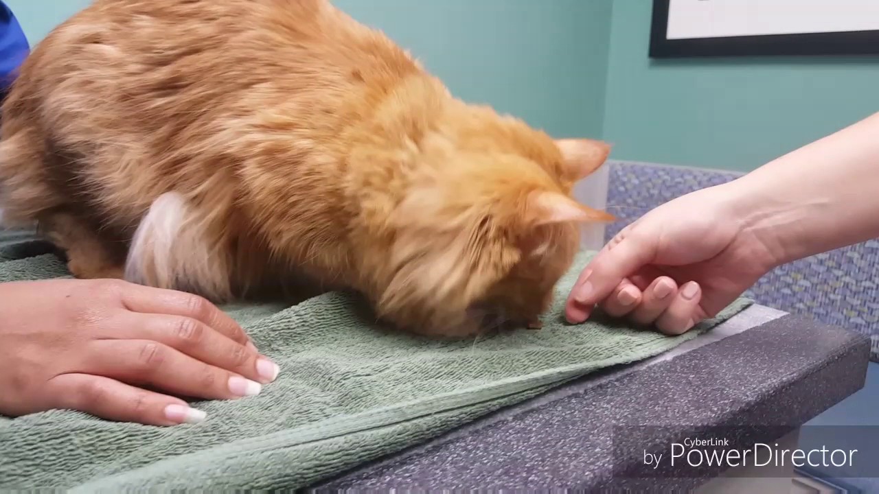 Fear Free Cat Demonstration