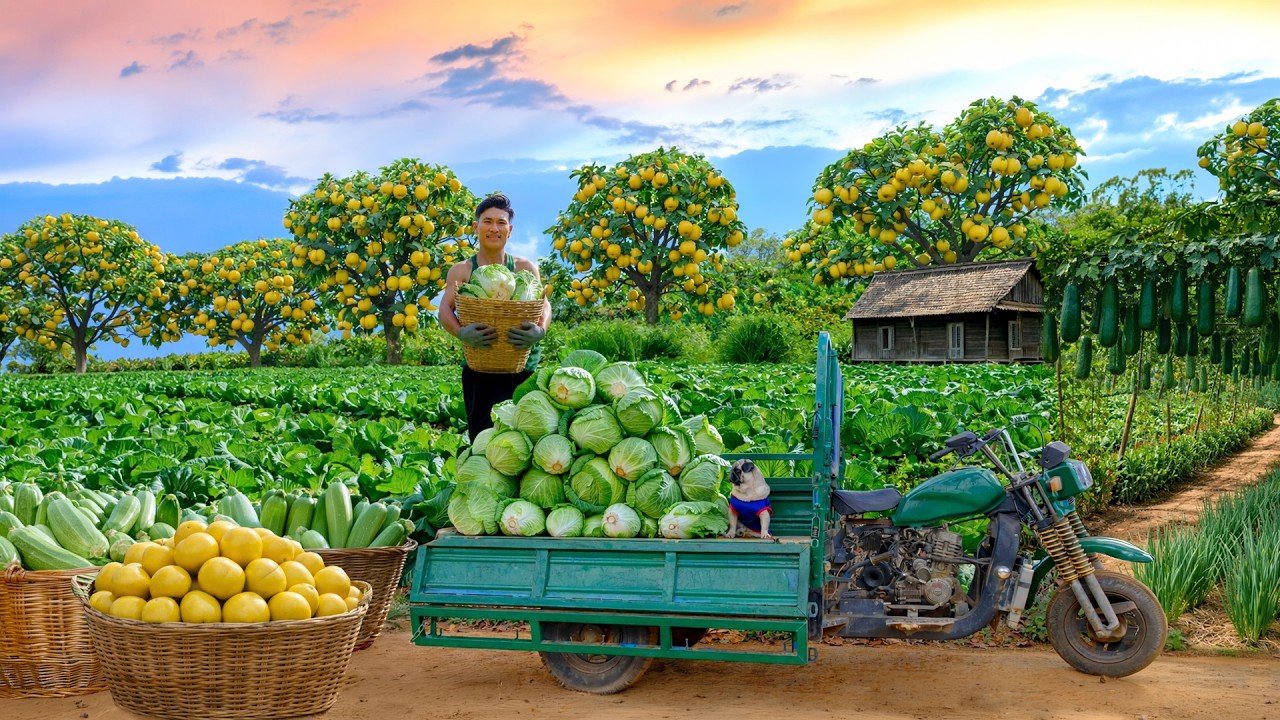 Harvest A Truckload Of Napa Cabbage To Sell At Market And Cook – A Peaceful Life After Quit City