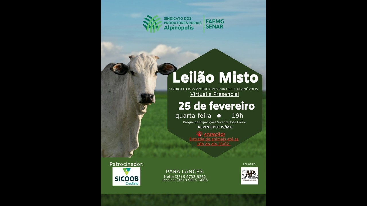 LEILÃO DE GADO SINDICATO DE ALPINÓPOLIS MG