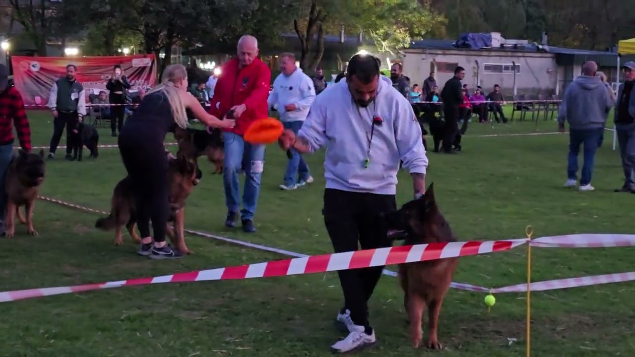 Alman Çoban Köpeği Kral sınıf Erkekler 02.11.2025 İstanbul 