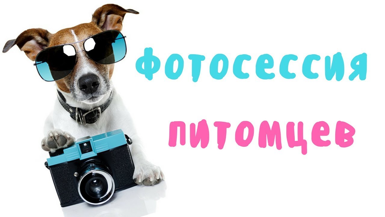 ФОТОСЕССИЯ ДОМАШНИХ ПИТОМЦЕВ | DIY АКССЕССУАРЫ ДЛЯ ФОТОСЪЕМКИ ЖИВОТНЫХ