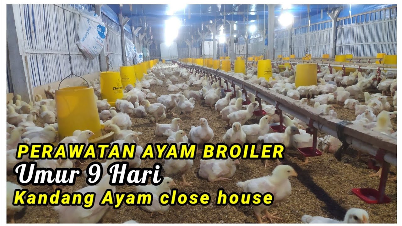 Melihat Perawatan ayam broiler umur 9 hari pada kandang ayam close house