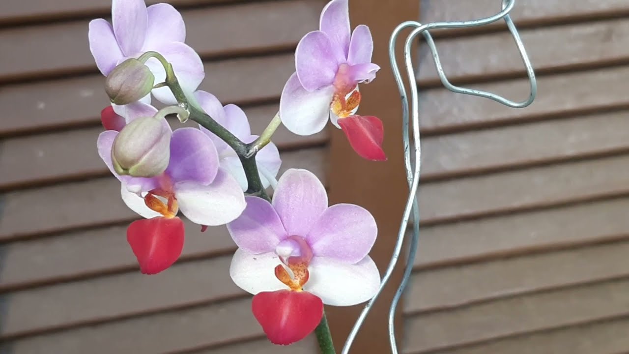Phalaenopsis Liu´s Tripince (Primeira floração).