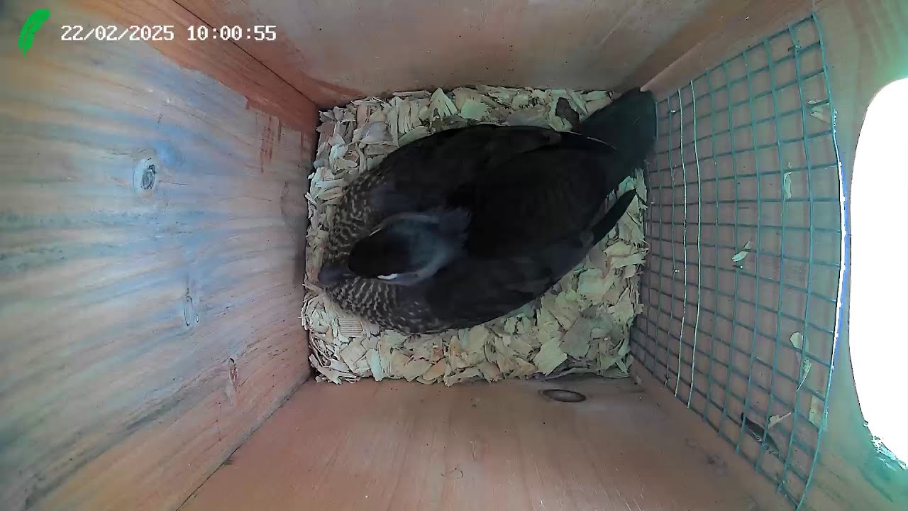 Wood Duck nest box Florida LIVE STREAM