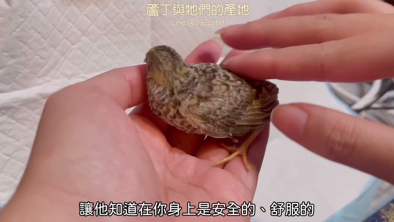 【蘆丁與牠們的產地】如何訓練各年齡蘆丁雞親人？你也希望你家的蘆丁雞親人嗎？