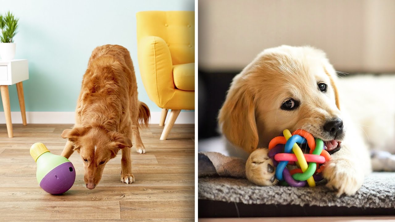 8 Trending Treat Dispensing Toys for Dogs