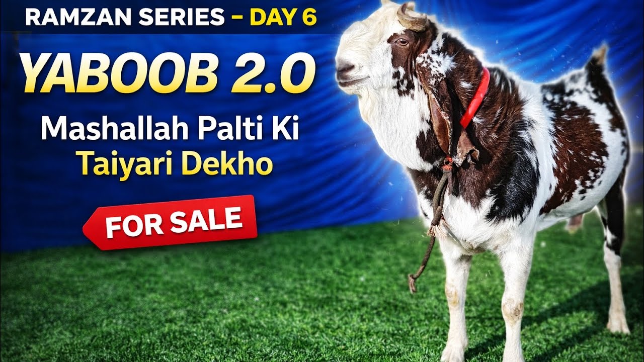 Ramzan series day 6 | yaboob 2.0 | 90plus alhamdulillah | khan Goat Farm mumbra #deonarmandi #mumbra