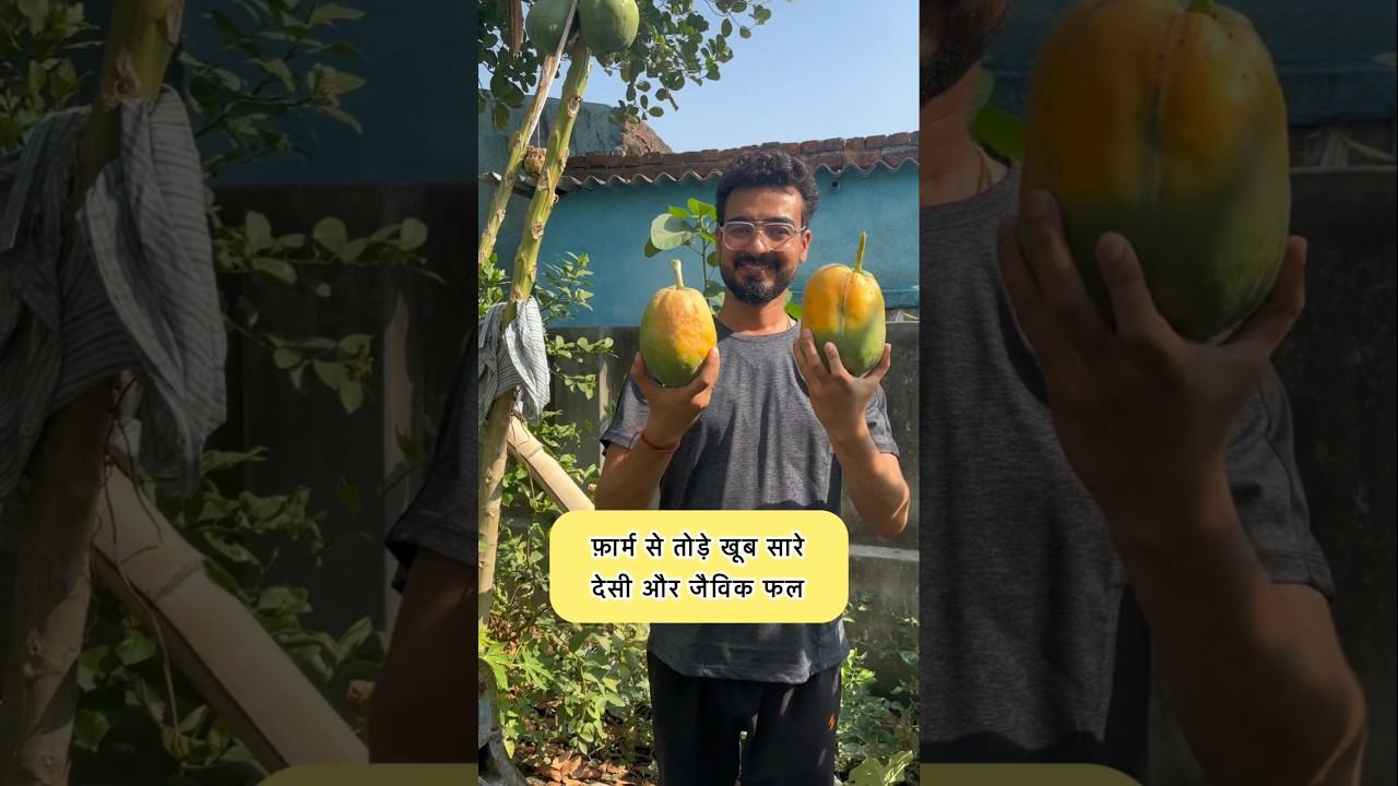 Organic Fruit harvest day at farm [Hindi] #organicgardening