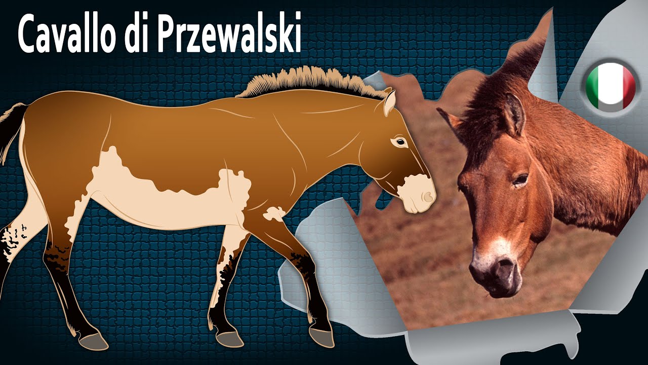Cavallo di Przewalski, la più antica popolazione di cavalli selvaggi del mondo, Razze di cavalli