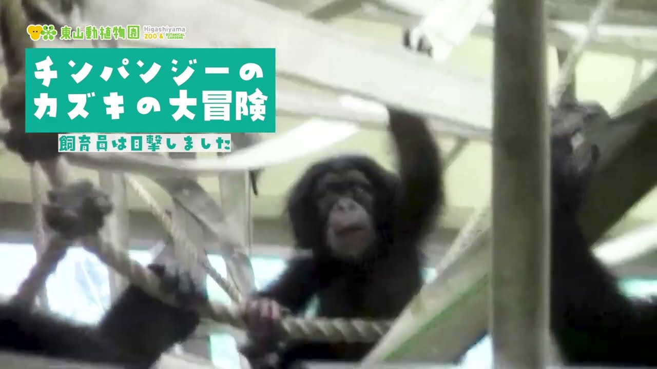 【東山動植物園公式】カズキの大冒険〜チンパンジーの赤ちゃんの成長記10　～ 《 チンパンジー 》