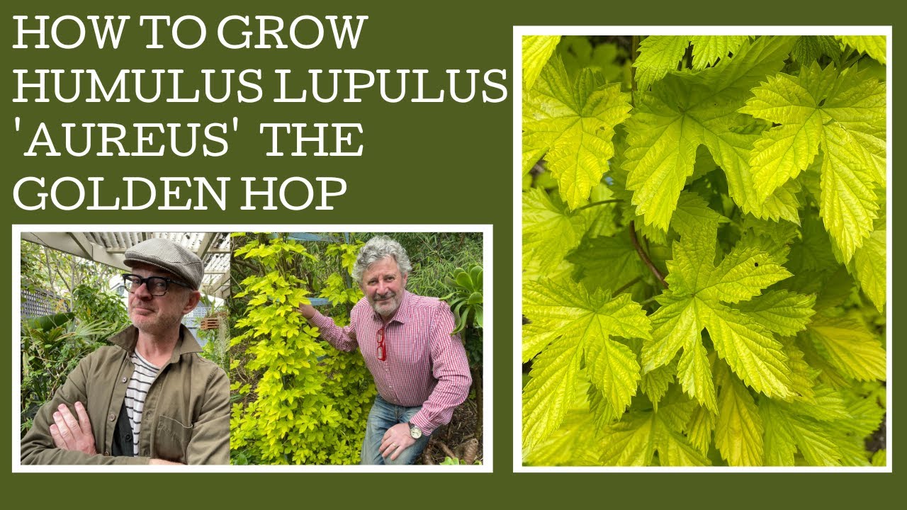 How to grow Humulus lupulus 'Aureus' or the Golden Hop.