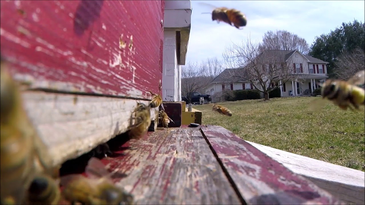 Bees attack the GoPro at the entrance of my hive.