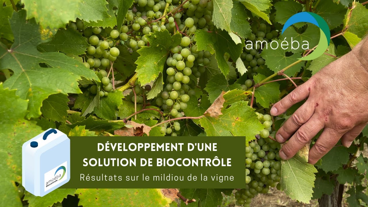 Biocontrôle antifongique d’Amoéba : Observations des résultats sur le mildiou de la vigne