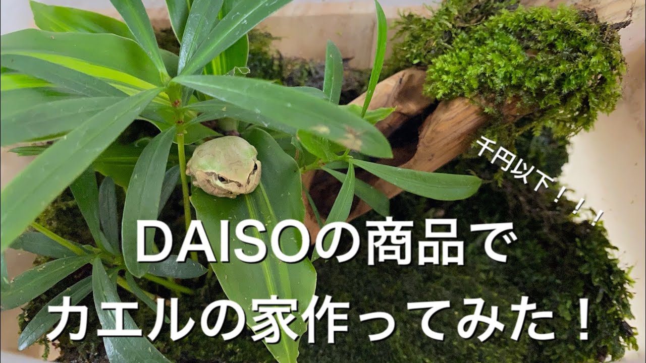 野生のアマガエルを捕まえたので100均のもので家を作った！