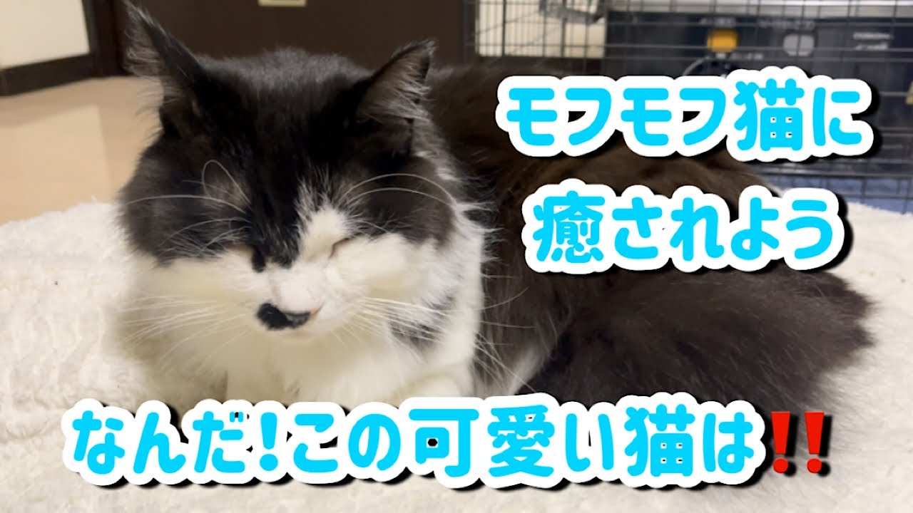 【無音・チャットのみ】猫のお昼寝ライブ！画面からいなくなったらごめんなさい🙏