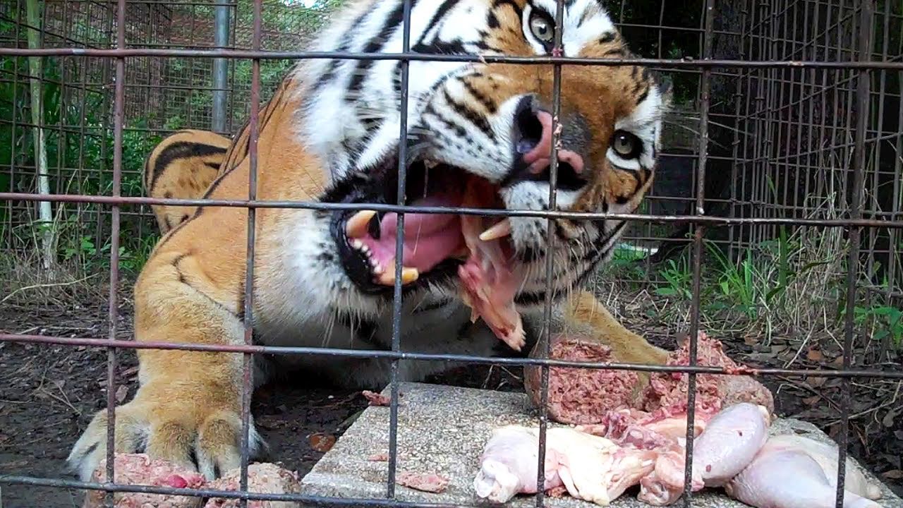 Feeding 100+ Tigers, Lions, Leopards...