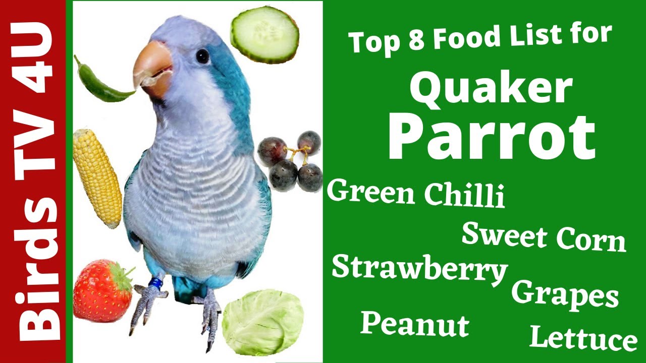 Top 8 Healthiest Quaker Parrot Food List | Parrot Favourite Food