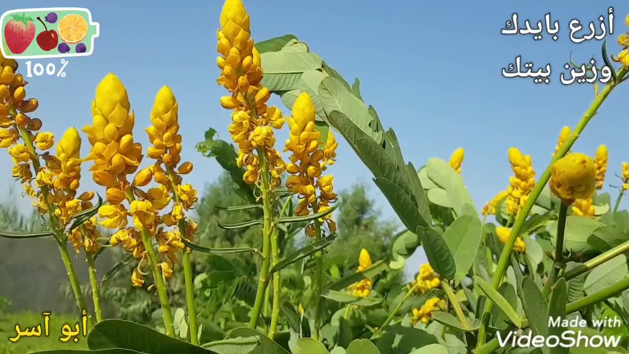 كيف يتم زراعه شجرة الشمعدان الأصفر شجرة اكاسيا الاتا
