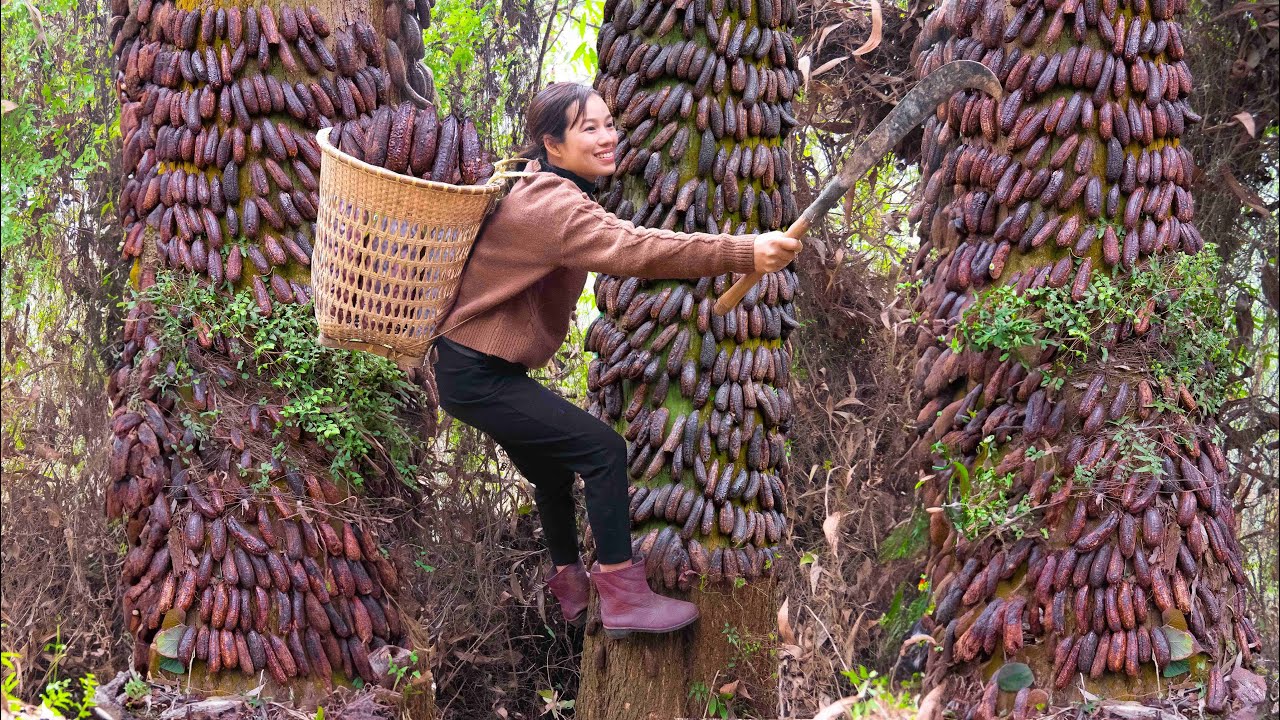 Harvest Forest Pip Banana - Make soaked wild Banana wine - Make fried Banana - Go to the market sell