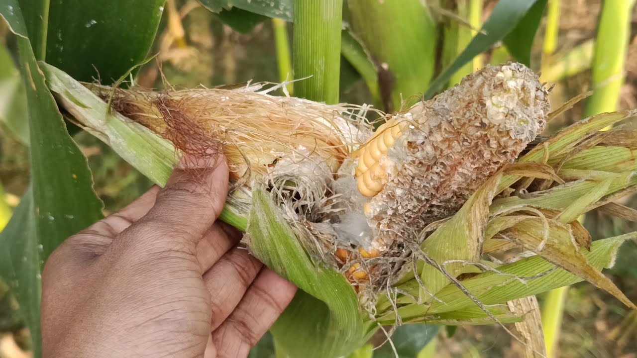 মধ্যরাতে সবাইকে লাইভে শুভেচ্ছা