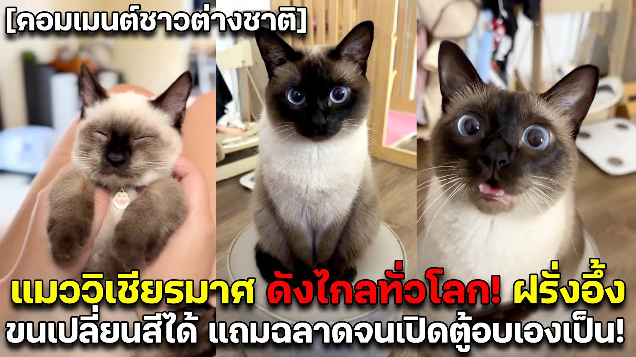 แมววิเชียรมาศ ดังไกลทั่วโลก! ฝรั่งอึ้ง ขนเปลี่ยนสีได้ แถมฉลาดจนเปิดตู้อบเองเป็น! คอมเมนต์ชาวต่างชาติ